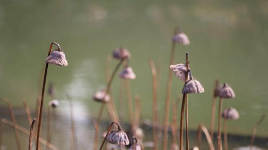 于王氏|李商隐:荷叶生时春恨生,荷叶枯时秋恨成!爱情也会慢慢地枯萎!