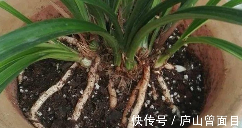 技巧|羊粪真是好,养花种菜少不了,要想用它来种花,使用技巧要知道