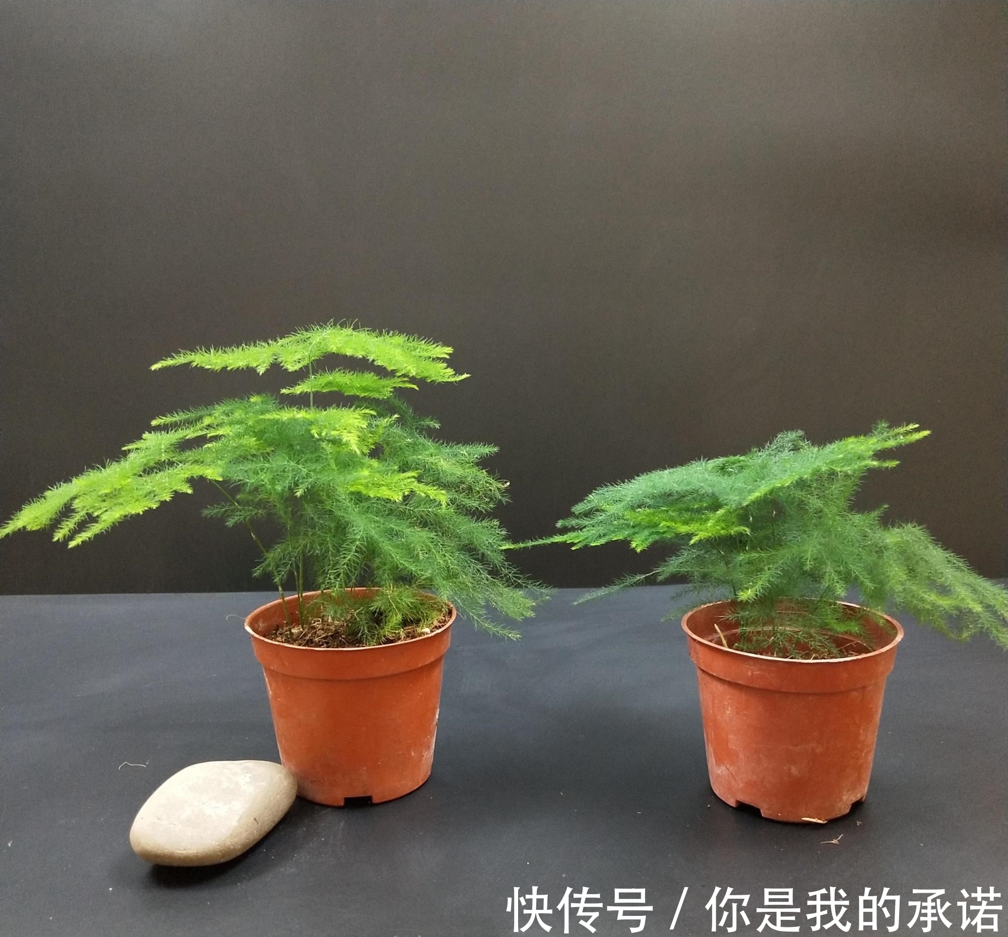 文竹促芽方法多,一杯水就能解决,你知道吗?