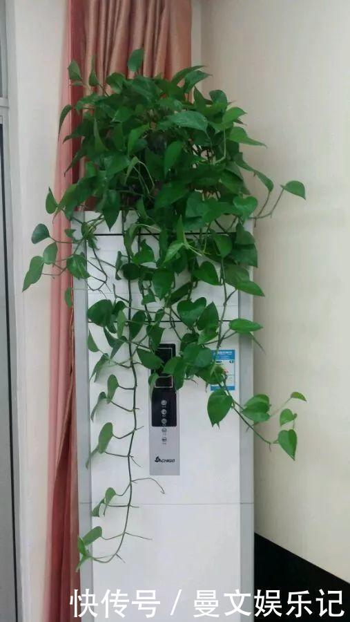 这4种花，不用土只用水，就能养成绿窗帘！