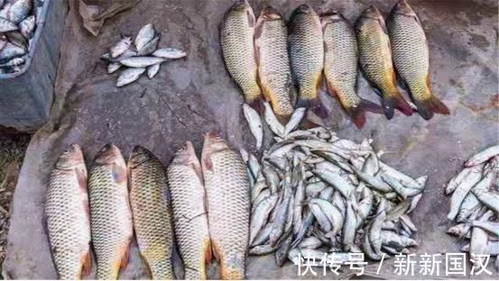 6元一斤无人问津,以前的“淡水鱼王”,为何不受待见了?