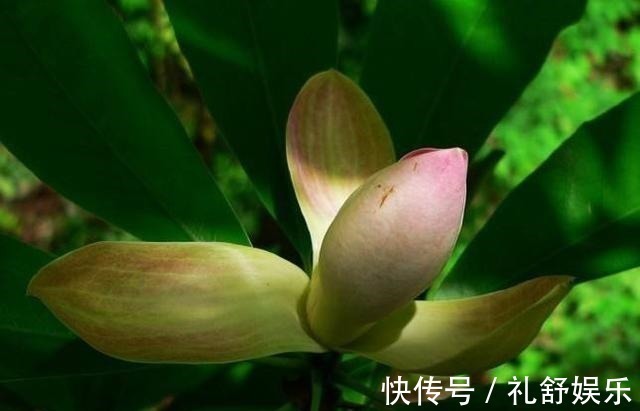 这些花长得真美,却频频灭绝,要是真没了,太可惜了!