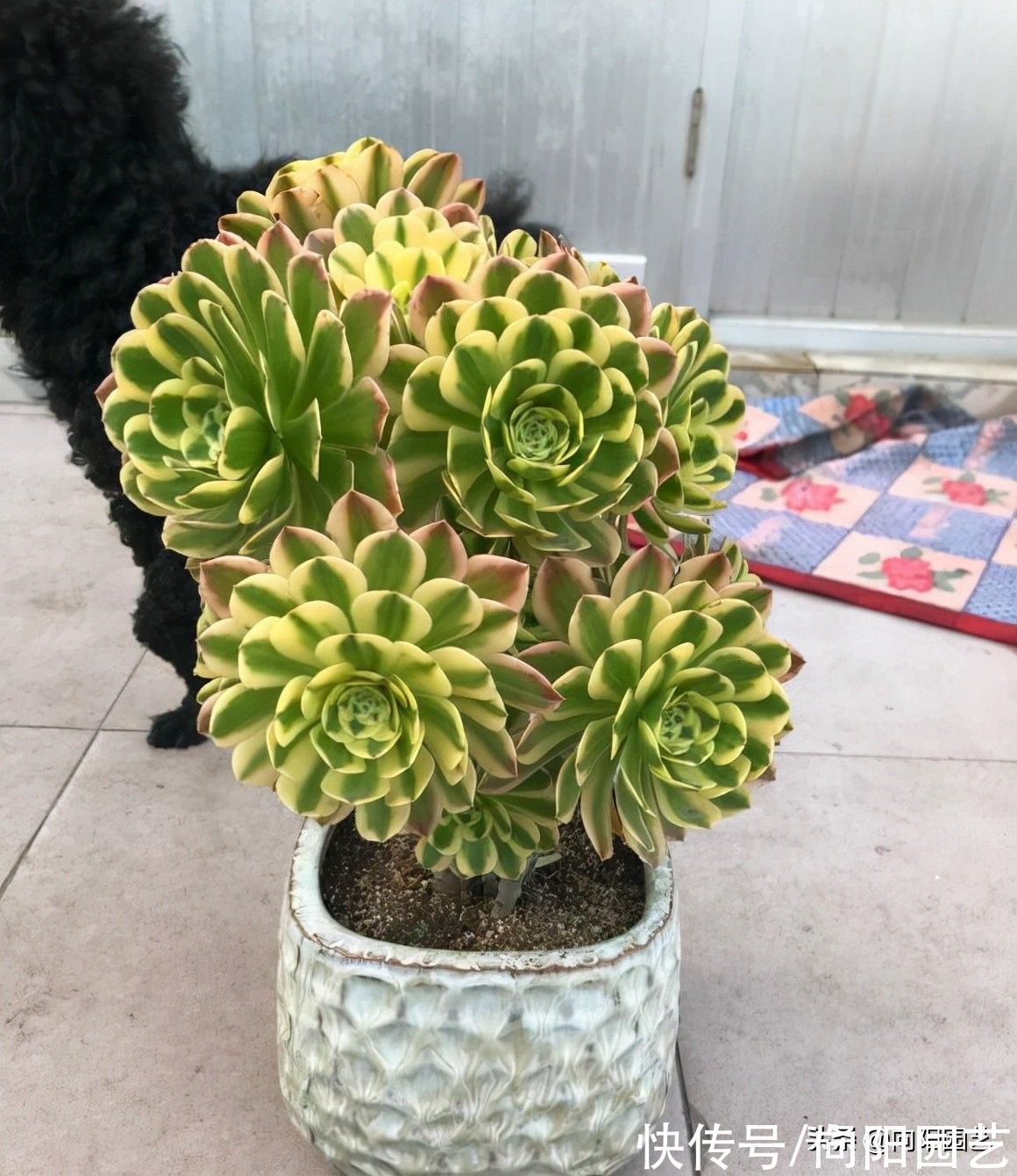 叶子|白露过后，气温开始下降，法师进入生长期，多浇水，冠幅更美