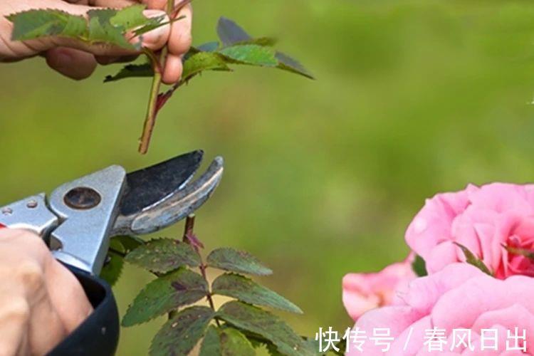 秋天|八月养月季，两个月后花量翻倍