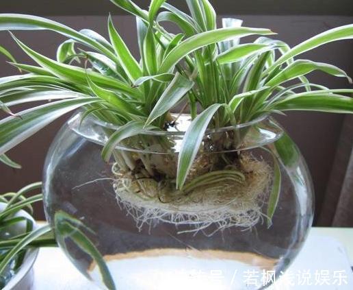 水培植物怕烂根?练就这项技能,啥烦恼都没了