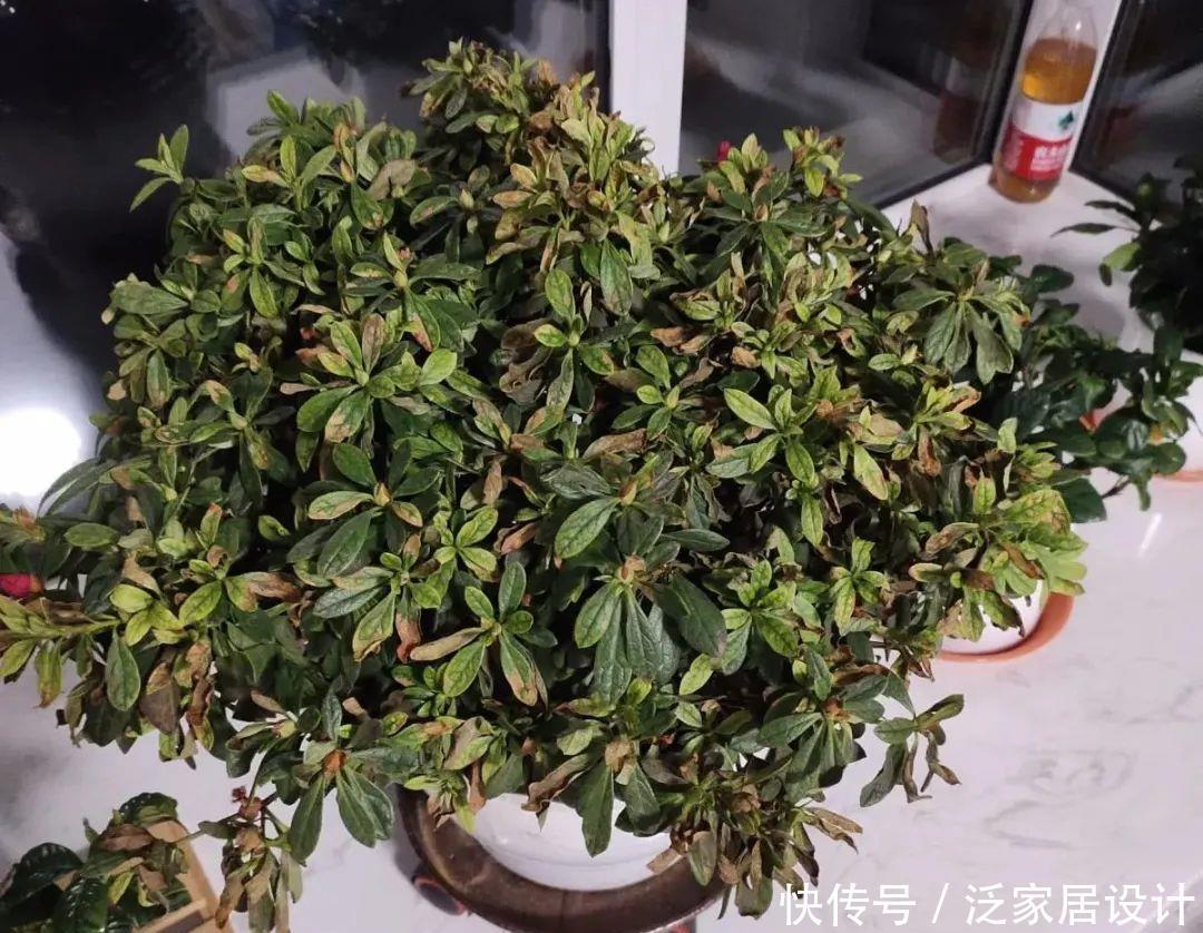 养花技巧:冬天最娇气的9种花,不要随便买,养不活浪费钱