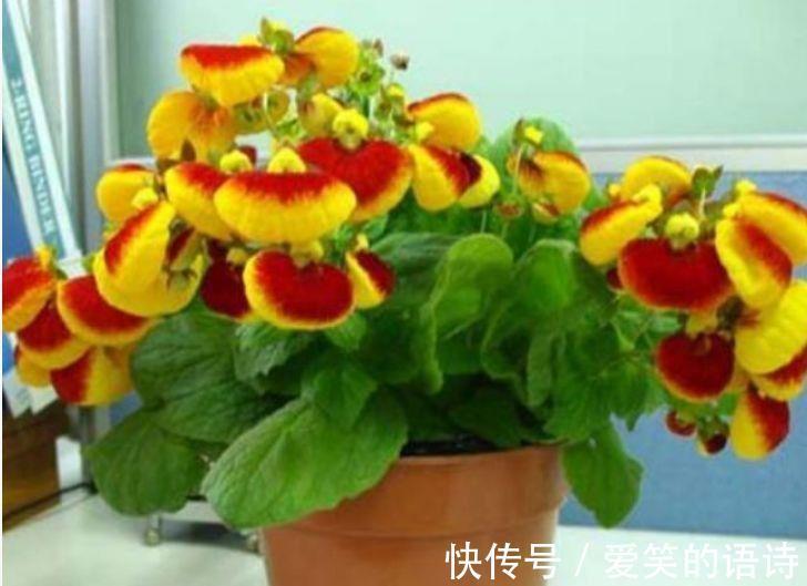 元宝花|家里就养4种漂亮花，一年四季开不停，1盆开出300朵花！