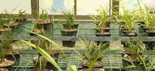 如何将兰花盆栽好？将这5方面落实到位就成功了一大半