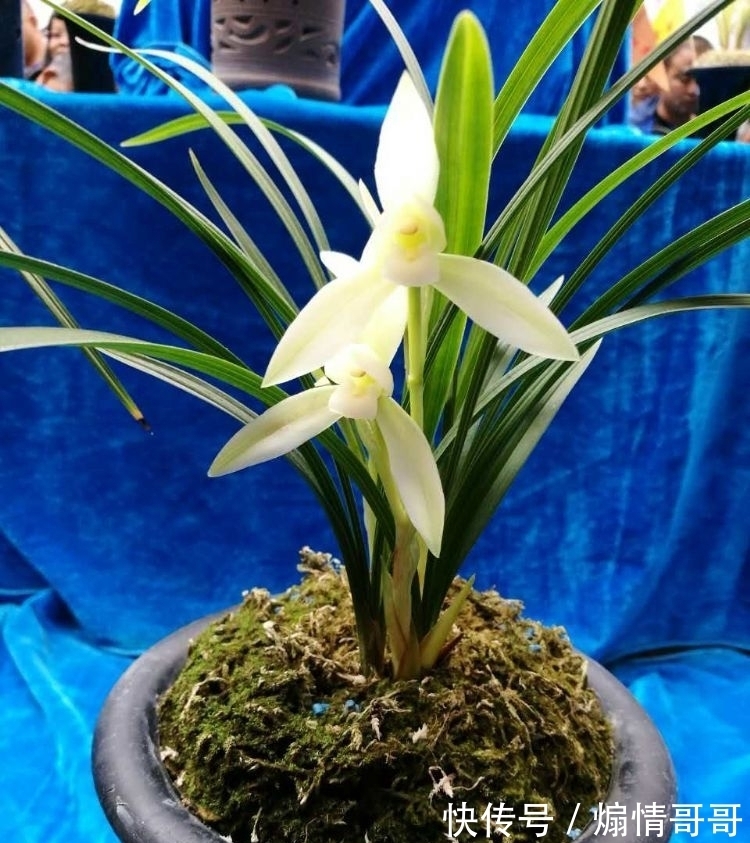 它在兰花界火了30年,温润如玉,品种高贵,随便一开就价值千金