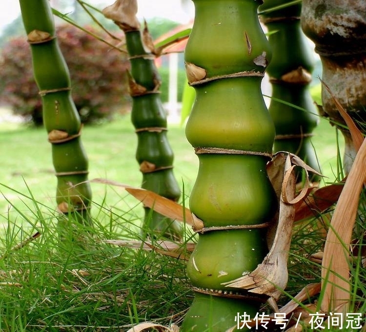 这“竹子”这么大个肚子,可谓“宰相”,好看旺财,能养20年