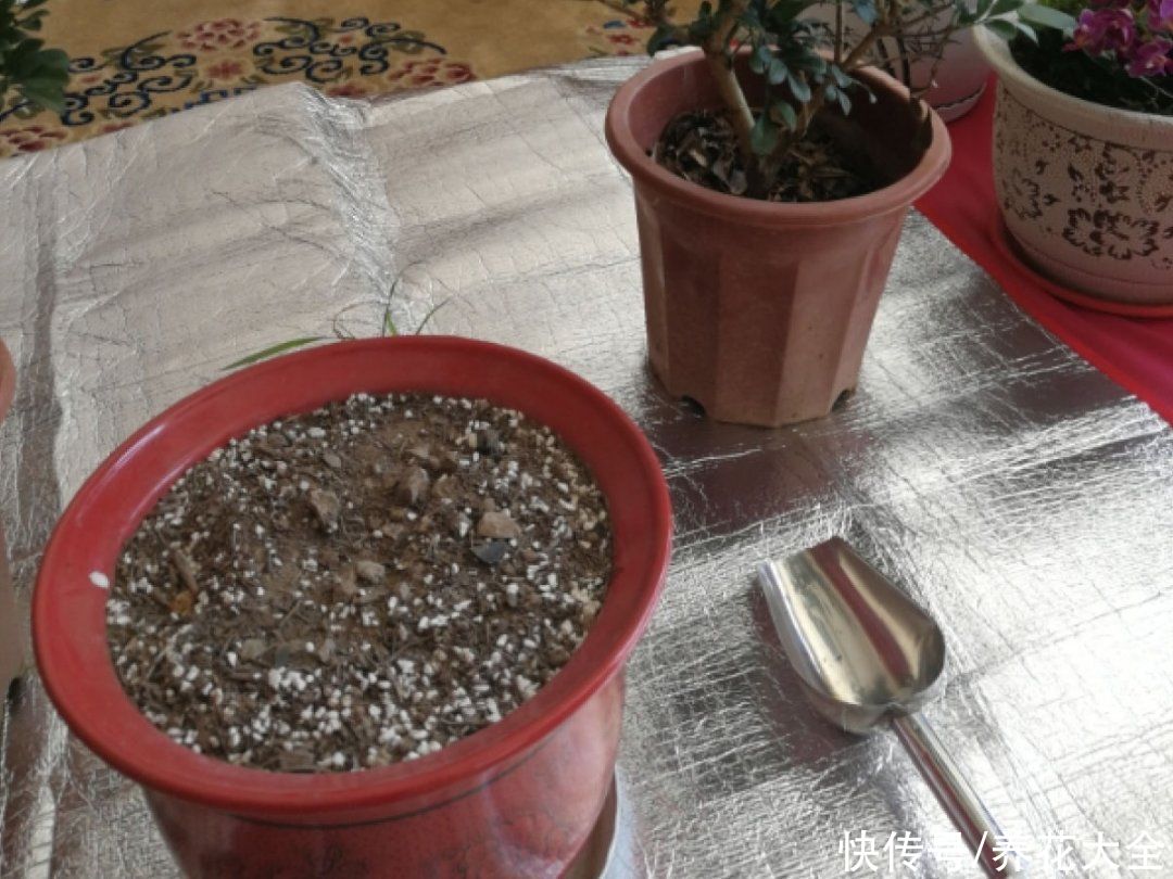 蝴蝶兰|7种花，立秋后换盆，秋冬才能越养越好