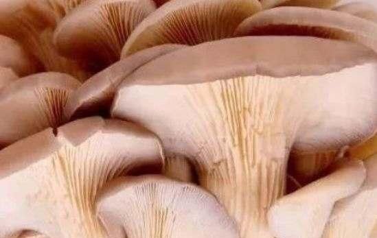 别碰|宁愿饿着,也千万别碰这4种“蔬菜”,寄生虫成“堆”,早知早受益