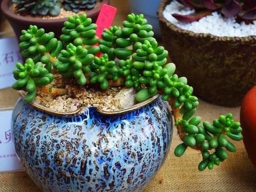 养多肉坚持很重要，都说很丑的龟之卵，六年时间变悬崖桩，真好看