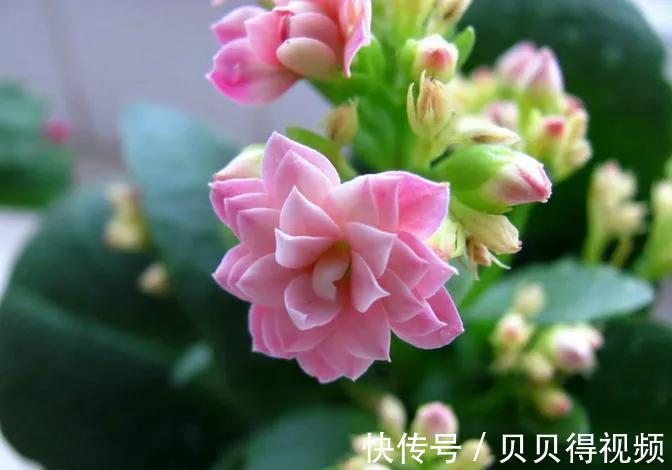 秋冬季主打长寿花，不要再被骗了，不然开花很单一，越养越后悔