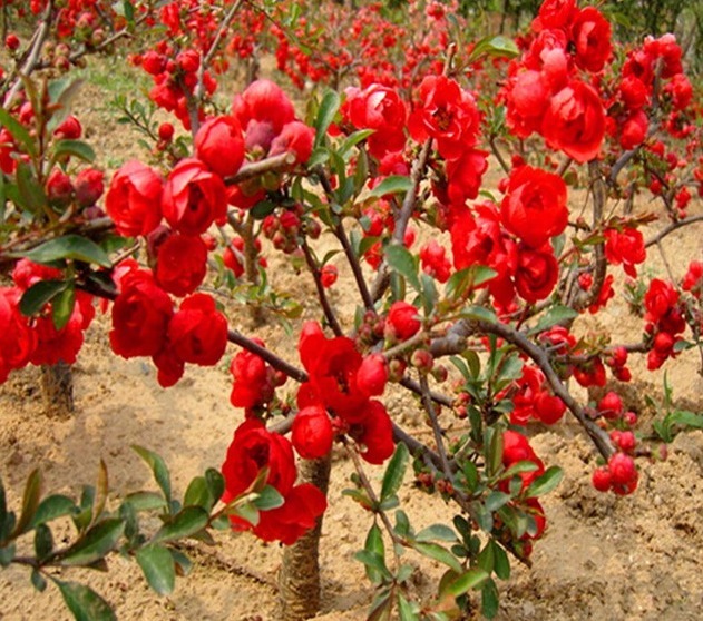 家养“此花”，观花赏果，色彩多变，可抗零下35度，令人耳目一新