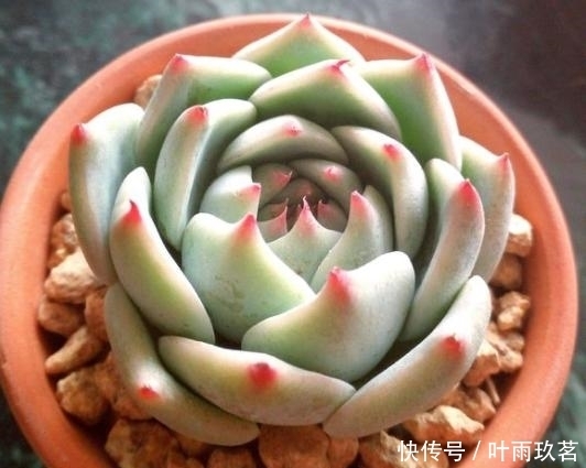 施肥|最萌吉娃娃,给它晒晒阳光,变得又红又嫩!