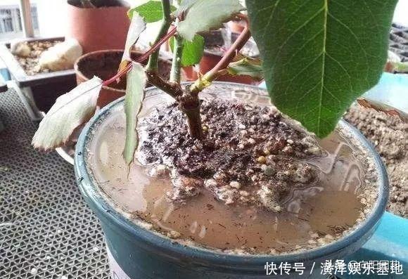 2种小药片,丢进水里用来浇花,土壤两年不板结,开花多长的旺