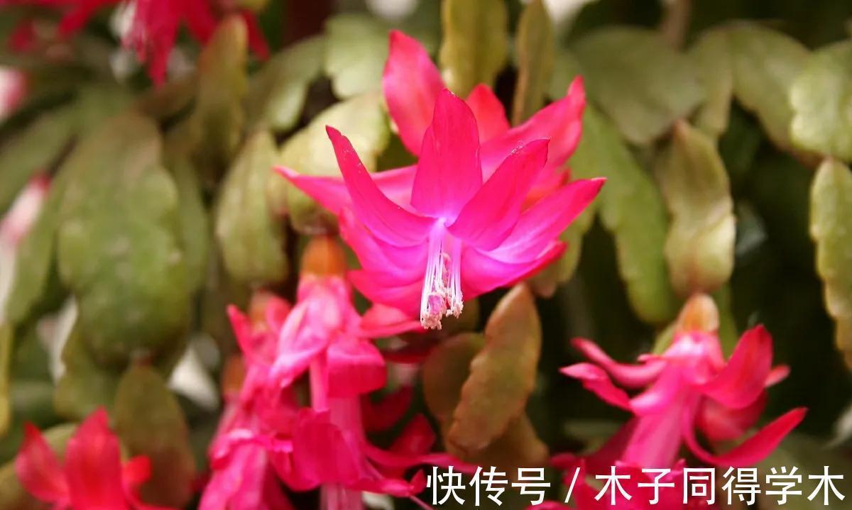 室内养花需注意,因为老话“花旺人不旺”,那可以养的花有哪些?