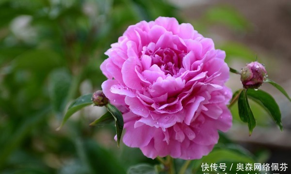 越顺|老实人总受欺负,背会4句话,越过越顺,越活越好!