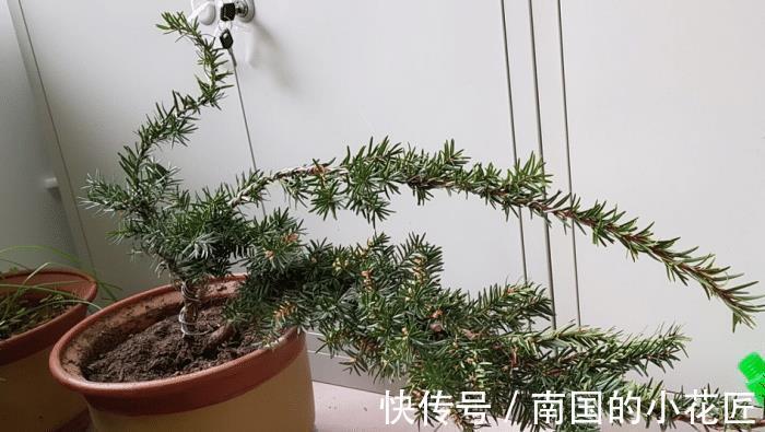 观赏价值|养殖红豆杉，作为园丁，该怎么让盆栽长得好看？