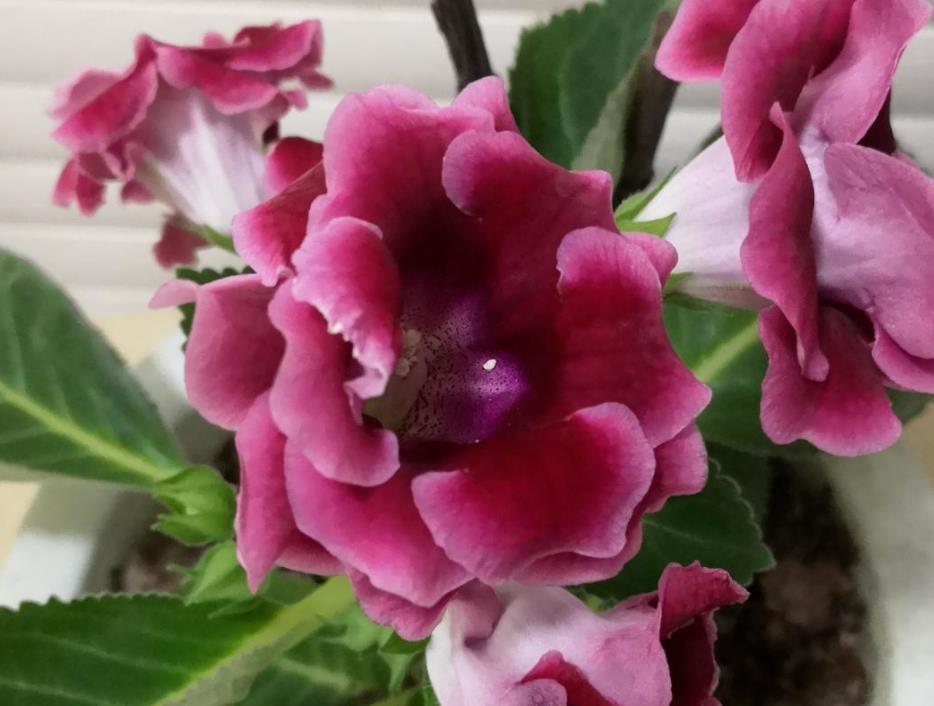 境界|养花的三大境界,你在哪一层?