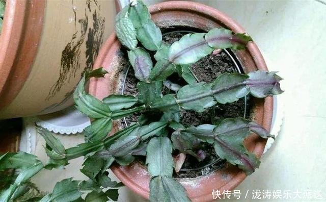 浇水|进入6月,养长寿花蟹爪兰“剪几刀”,喂点小颗粒,到了9月蹭蹭长