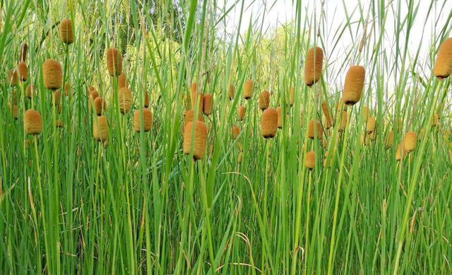 奇特|河边野草可真多,这种“香肠草”样子最奇特,作用也很多