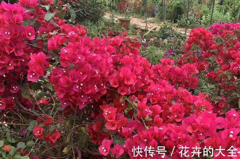 花肥|用这3种肥料养花，植株开花更多、花色更艳，省钱又实用