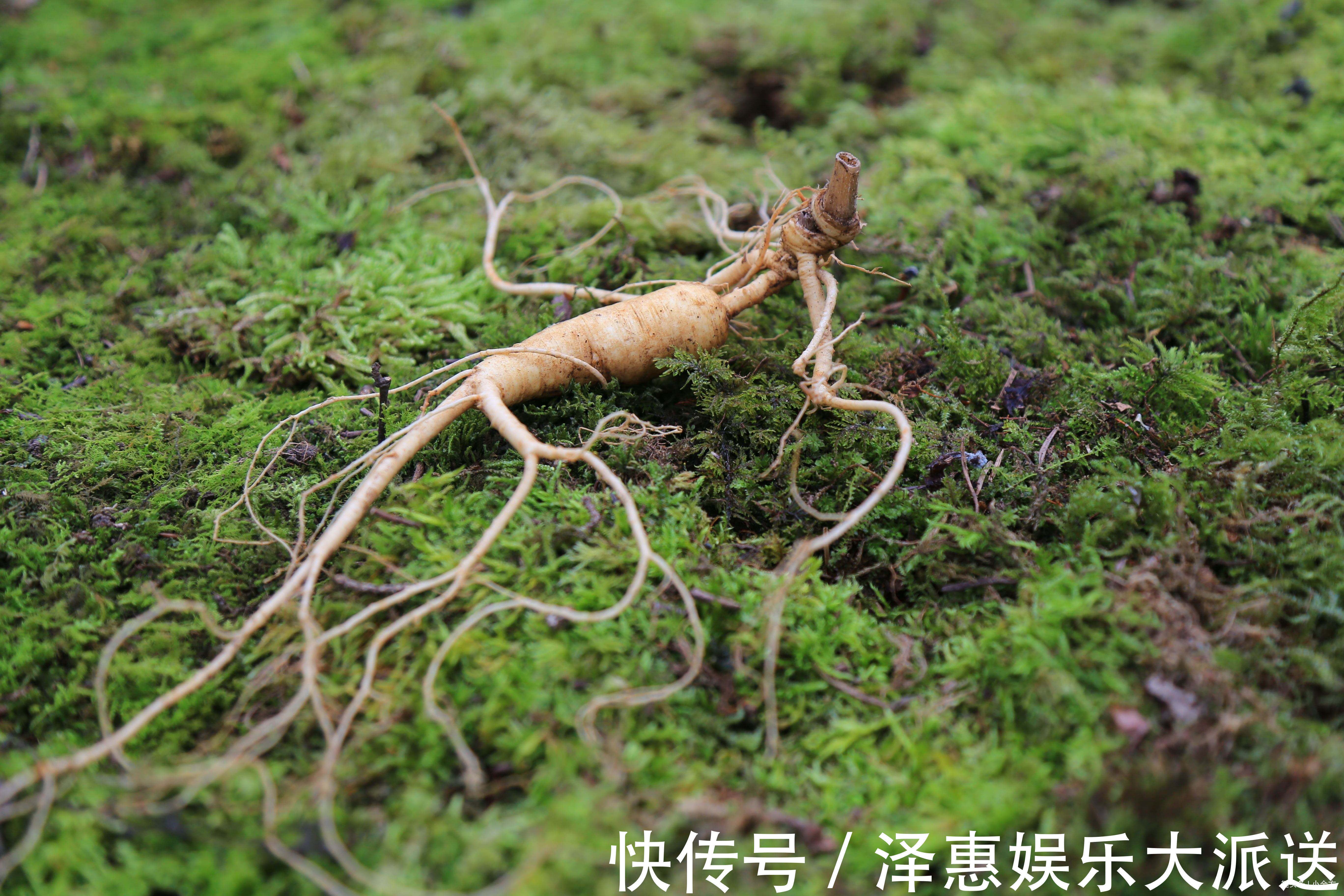 林妹妹|“免疫力差,爱生病”中医怎么调理3味药的食疗方,可以改善!