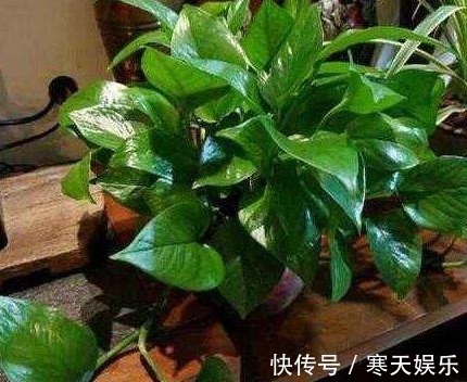 养花有“二宝”,什么花草都能养,用了后叶子油绿狂开花!