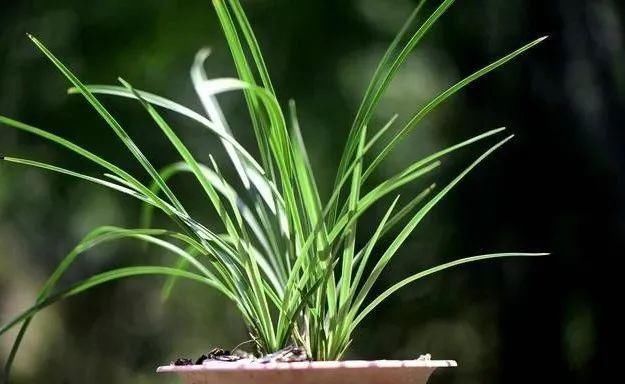 养好兰花的口诀,书本上学不到的经验,喜欢就收藏吧