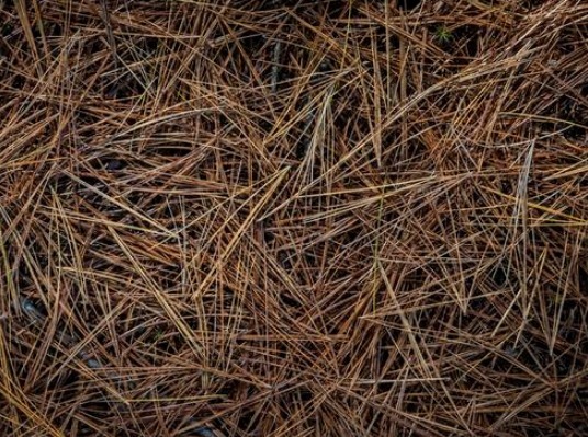 长寿花、蟹爪兰都喜欢这“1种料”,盆里撒1点,叶油绿、花更旺