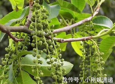 青钱柳茶|糖尿病找到克星了,比胰岛素还管用,常吃血糖稳如磐石