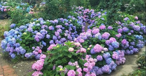 修剪|7月里绣球不修剪,耽误开花一整年,剪的越狠,开花越稳