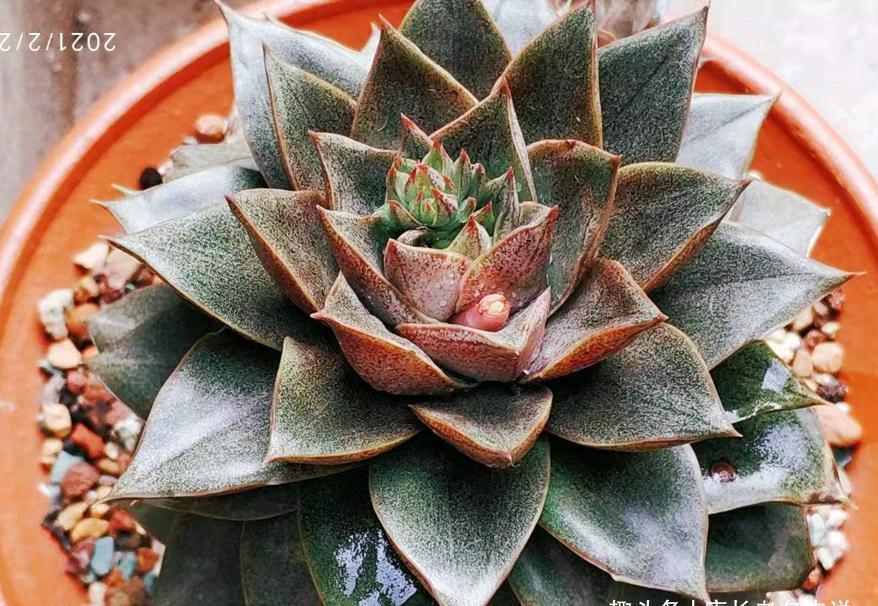 屌丝|多肉大和锦和剑司诺娃,一个好像没贵过,一个则从土豪变成了屌丝