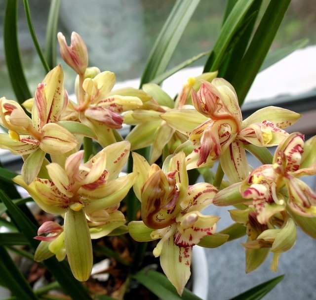 它被誉为“小劳模”，一年能开四五次，花姿雅致，新手也能养爆盆