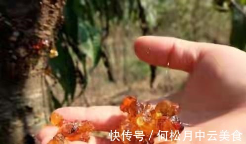 江南人|60种常见野菜,高清大图,收集全了真不容易!