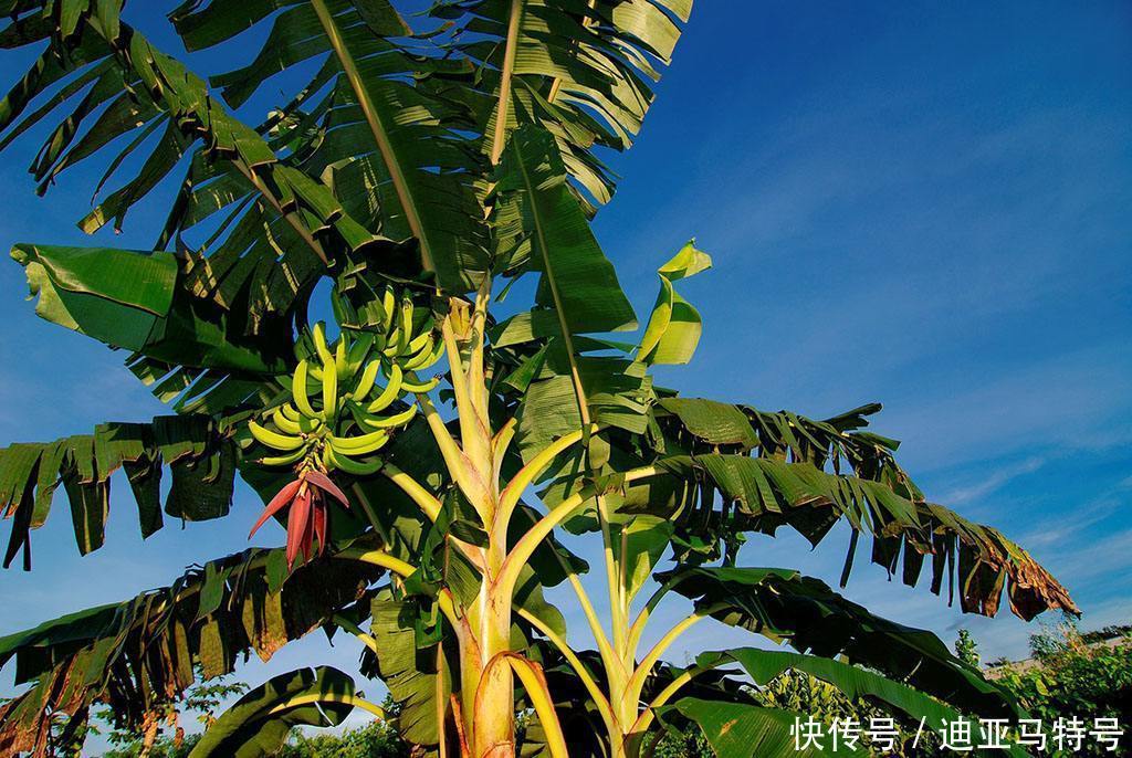 故事|这十个常见的水果,原来背后还有这些有趣的故事