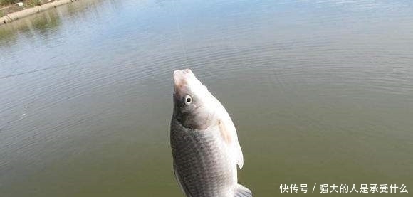 秋季野钓时,新手如果能做到这3点,老钓友都只能甘拜下风!