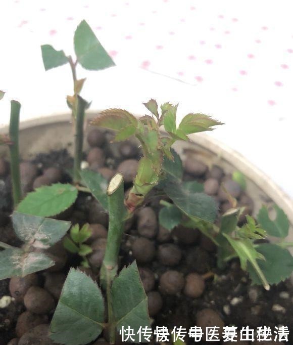 枝条|家庭月季花“剪枝”有窍门,定期修剪枝条,开花才会越开越多!