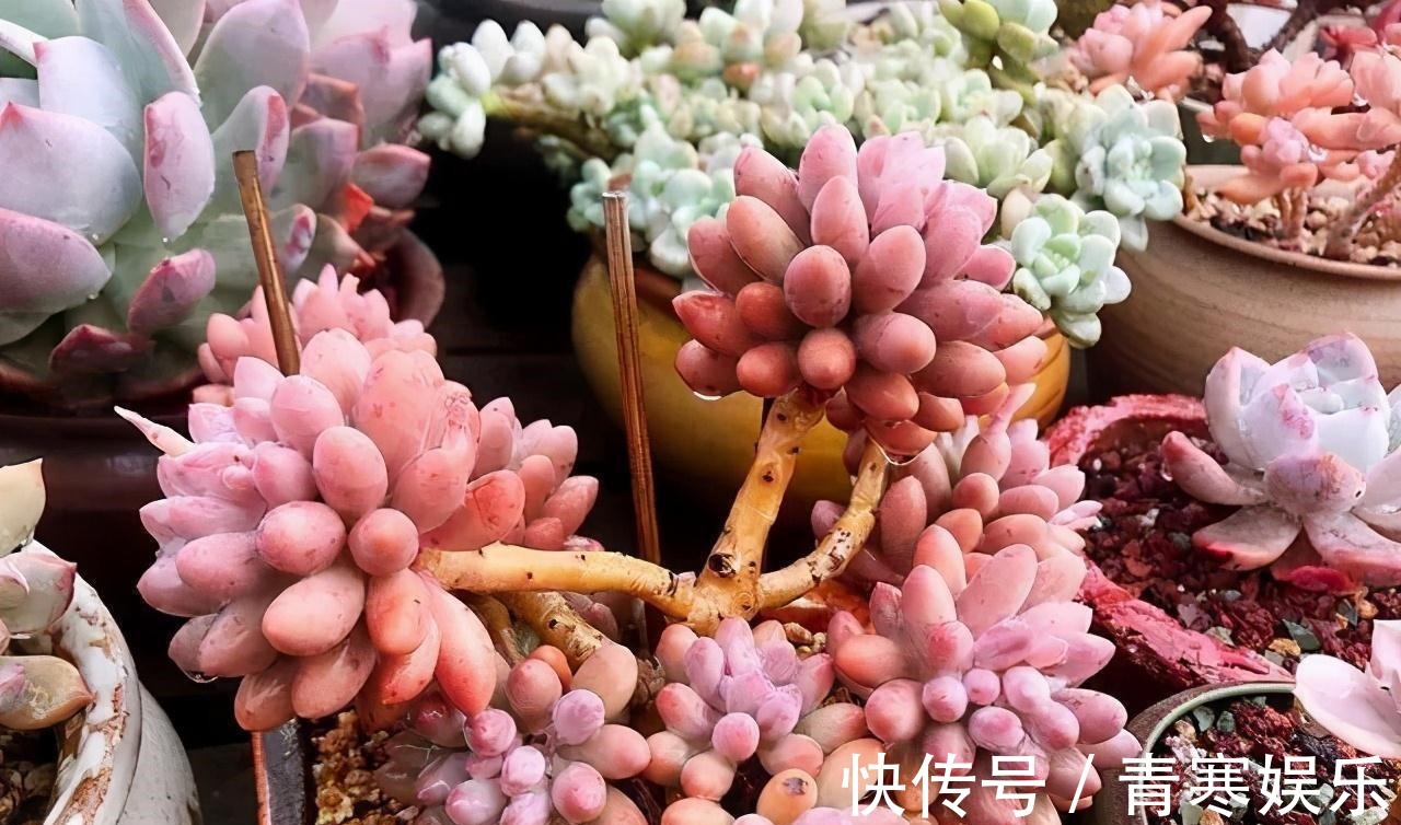 张大哥养肉10多年,总结出4个“耐热品种”,肉迷都喜欢