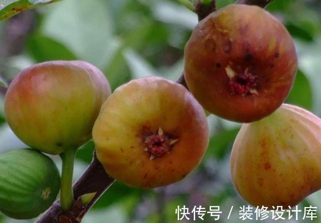 冬病夏治|湿气重的女人，手头紧也要舍得多吃4物，或排出湿气，远离大肚腩