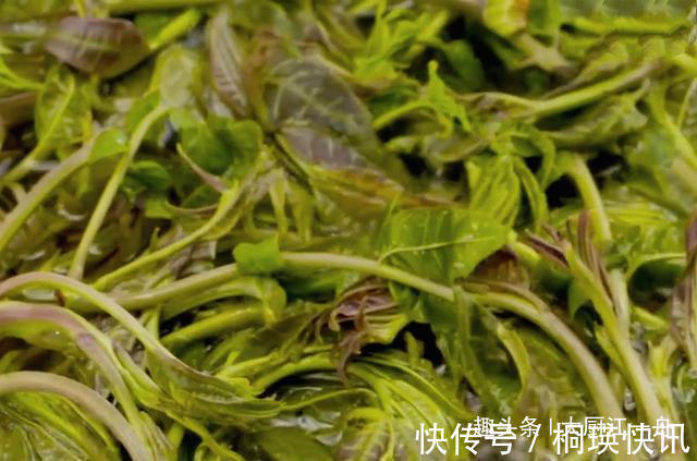 这才是腌香椿的正确做法!香椿颜色翠绿,随吃随取,放一年不会坏