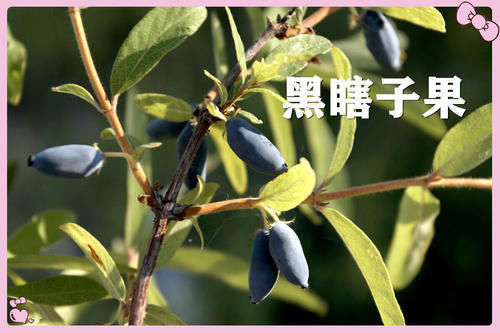 果子|小时候常吃的12种“野果子”,现在很少见了,吃过的年龄不小了