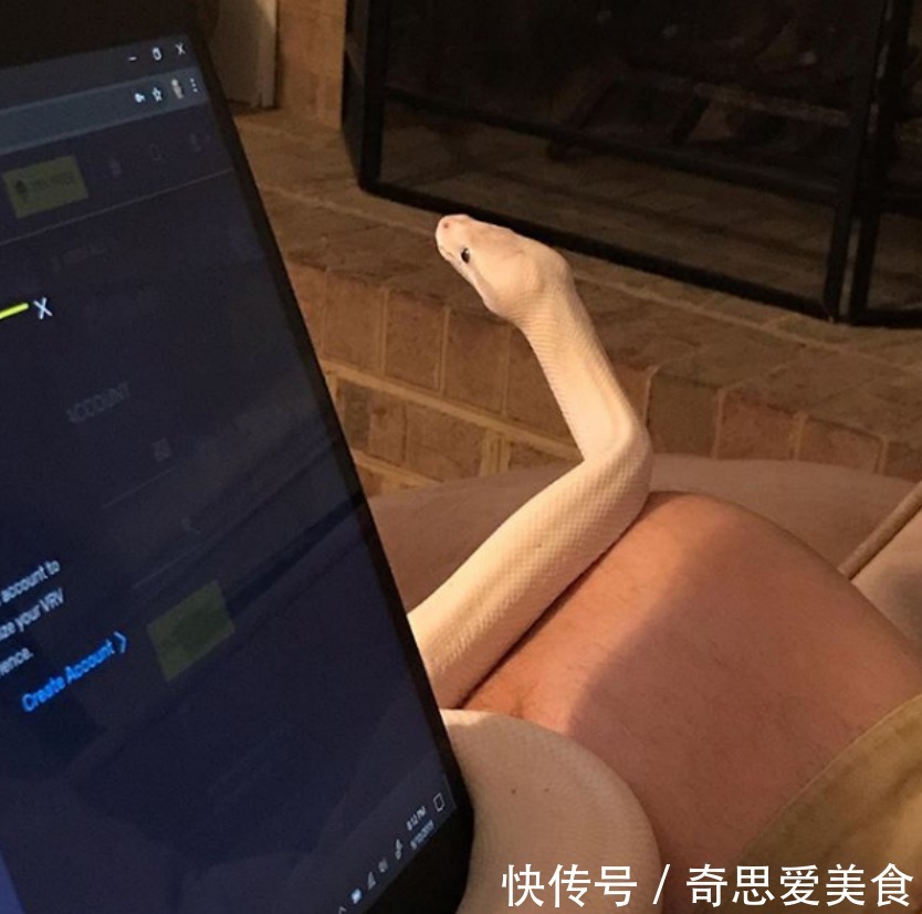 缘分|白蛇被女子养大,它喜欢看动画片,对女子忠诚,真是现实版的童话