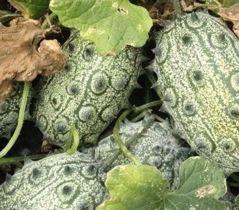 牛油果|想长寿先排毒，常吃3种食物，排毒减肥，改善肝脏，血管更通畅