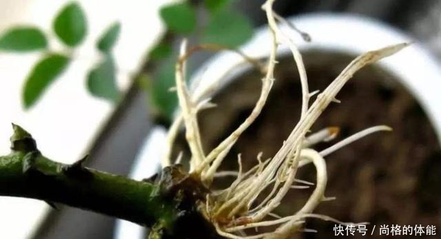 啤酒水浇花有技巧,里面加“4个小东西”,叶子油绿,花儿长疯了!