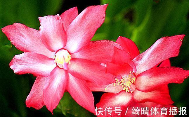 彩龙爪|喜欢玫瑰,不如养盆彩龙爪,似彩龙出海,资貌绝伦