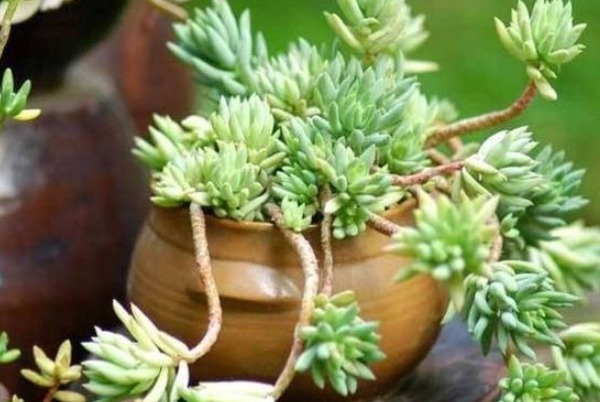 多肉千佛手不好养，注意三点雷区，不然歪歪扭扭上色难