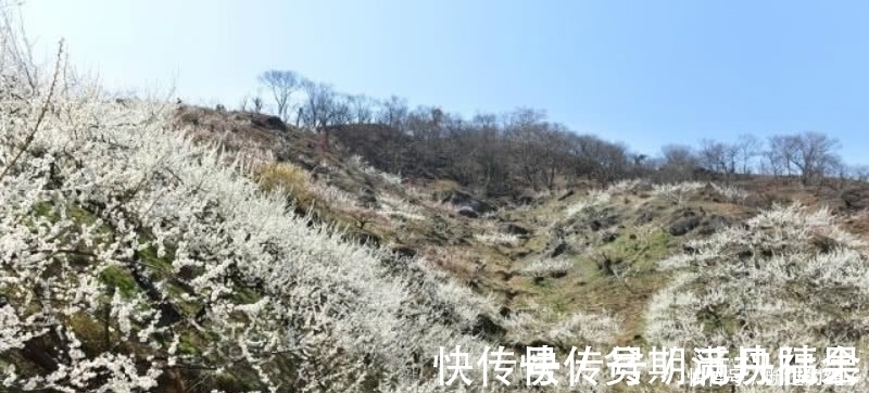 卜算子.咏梅$宋词里一首经典的咏梅词,雪似梅花,梅花似雪,借用梅花表达相思